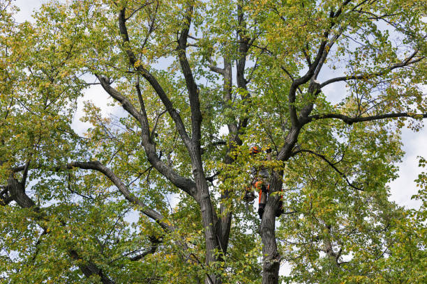 Upper Fruitland, NM Tree Services Company